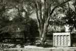 The Piano